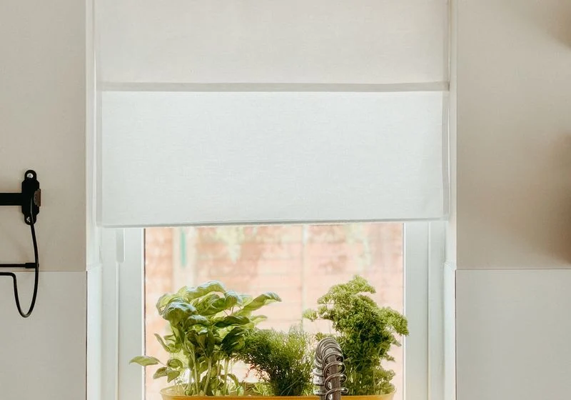 White roller blind partly lowered over a sunny window with plants on the sill